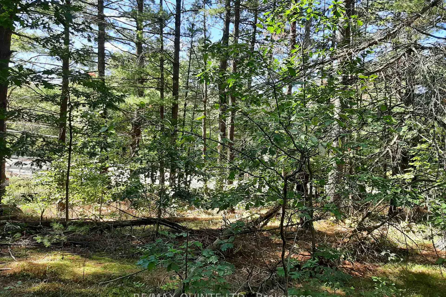 Additional image 13 of 0 Pt Lt12 Con14 Hwy 37 Road