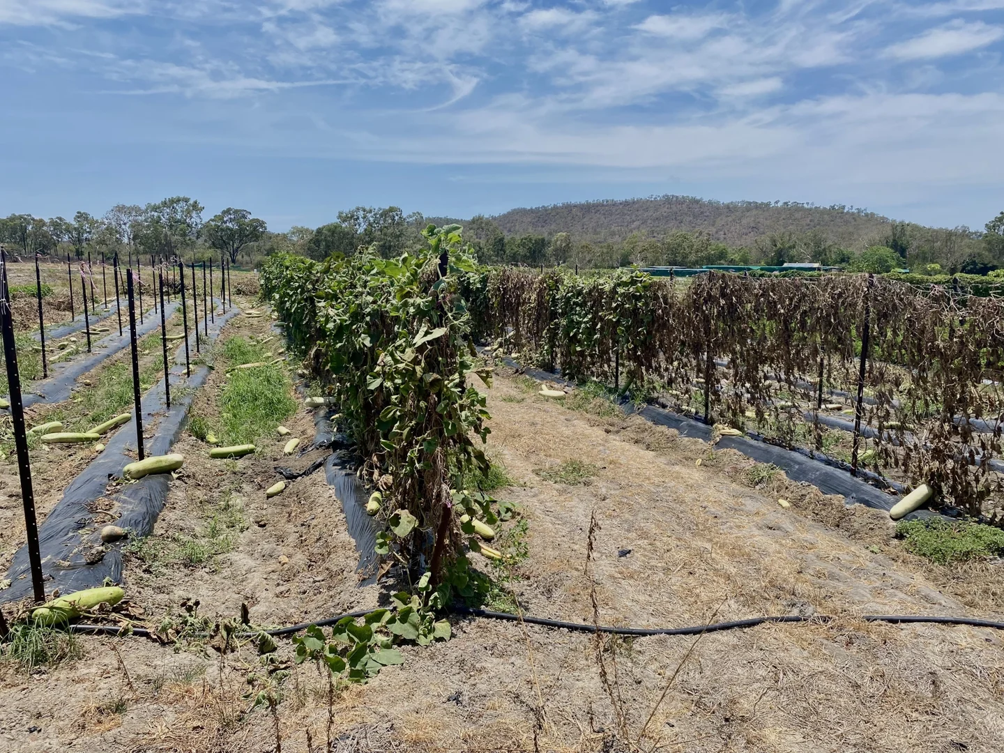 Additional image 12 of 1 Greta Road, Oak Valley QLD 4811