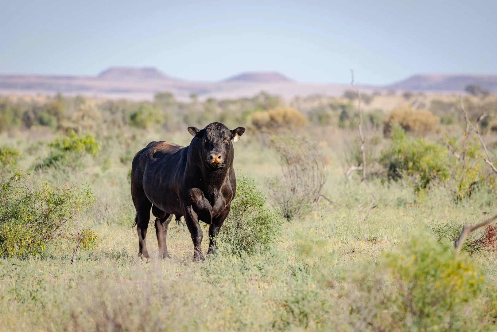 Additional image 16 of Durham QLD 4492