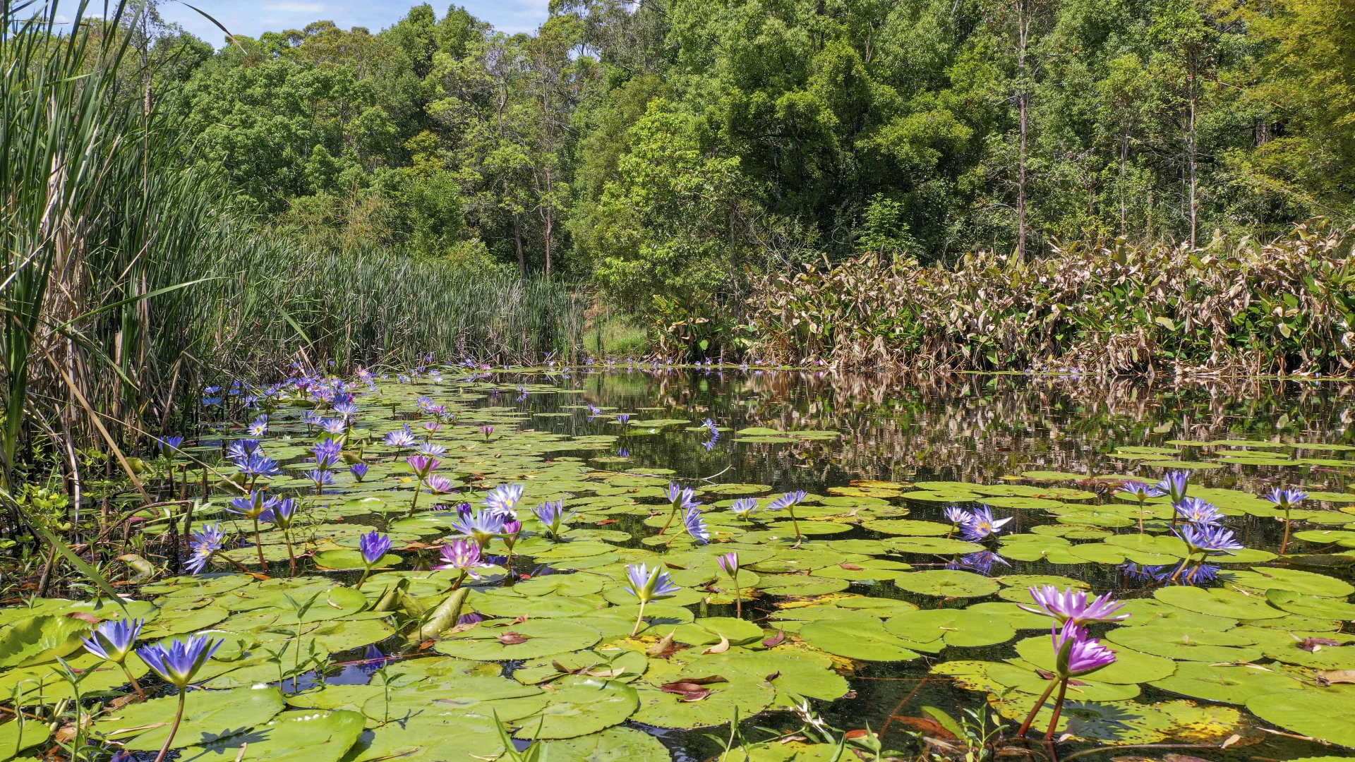 Additional image 17 of Share D5/1158 Pinchin Road, The Channon NSW 2480