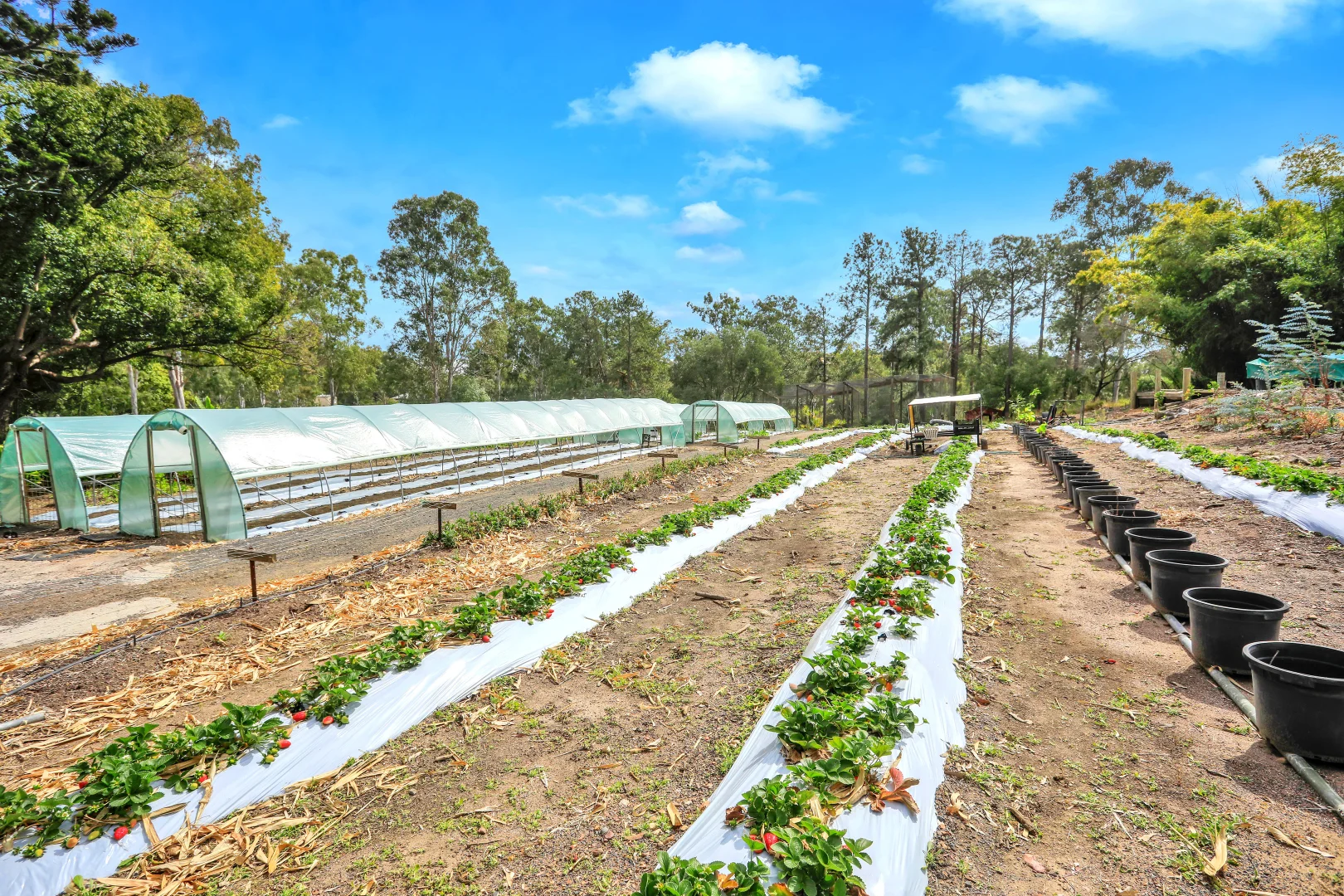 Additional image 5 of 322 Old Creek Road, Apple Tree Creek QLD 4660