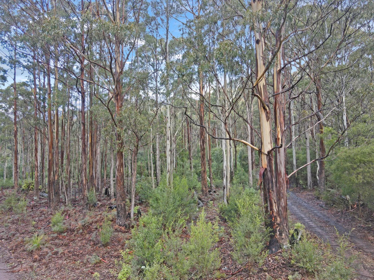 Additional image 6 of PID 7229246 Irish Town Road, St Marys TAS 7215