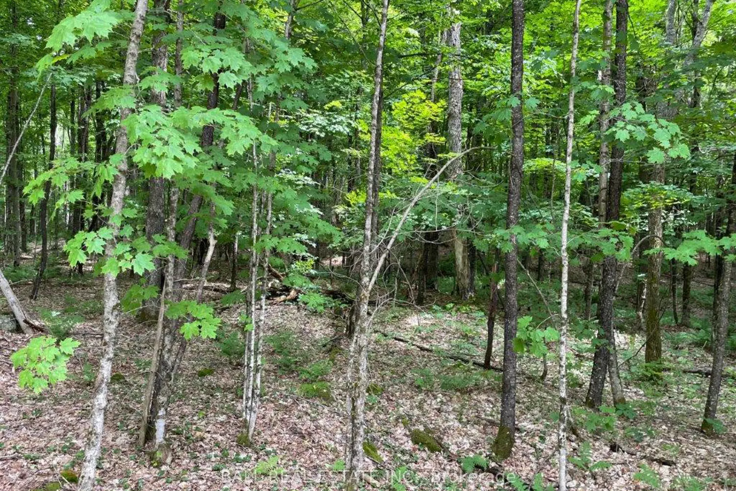 Additional image 13 of 1350 Haliburton Lake Rd