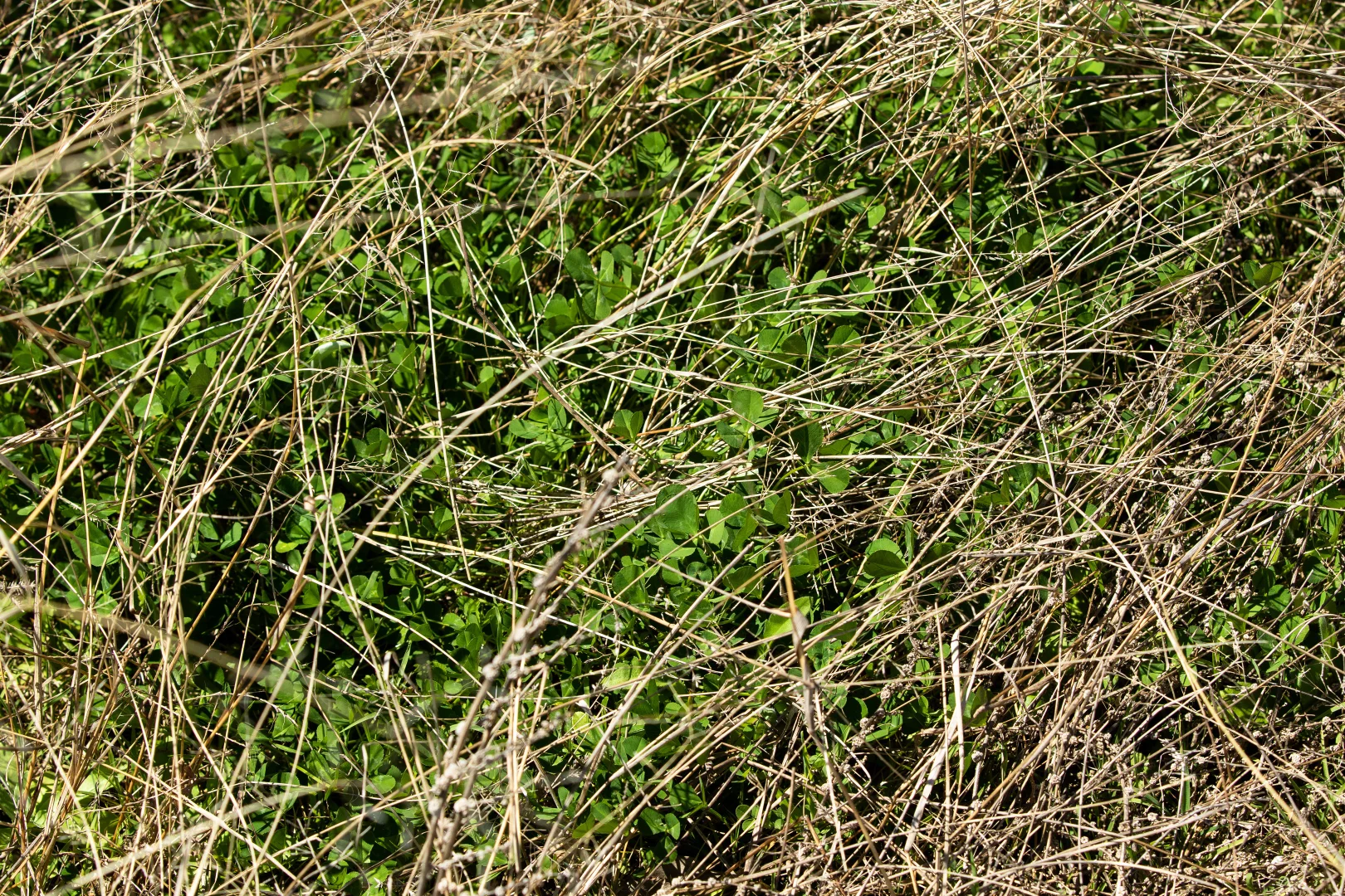 Additional image 10 of 'Bimbadeen' Dry Creek Road, Bundarra NSW 2359