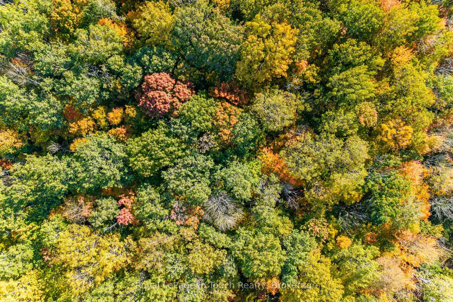 Additional image 5 of 250 Peek-A-Boo Trail