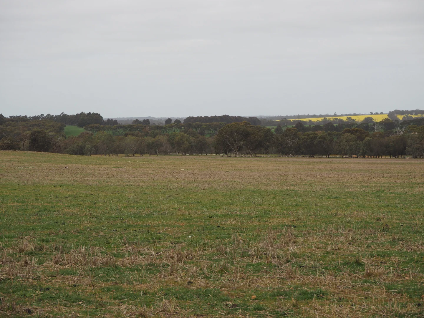 Additional image 9 of Dowrene Farm, Cnr Yerriminup and Yarralena Roads, Cranbrook WA 6321