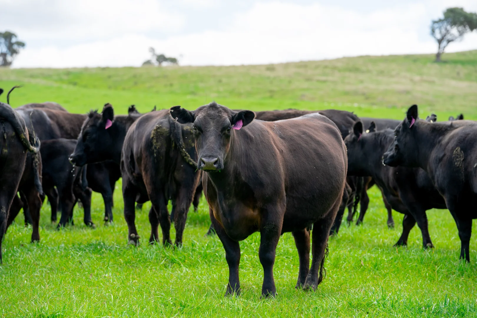 Additional image 27 of 'Cronga Peak' 157 Cronga Peak Road, Molong NSW 2866