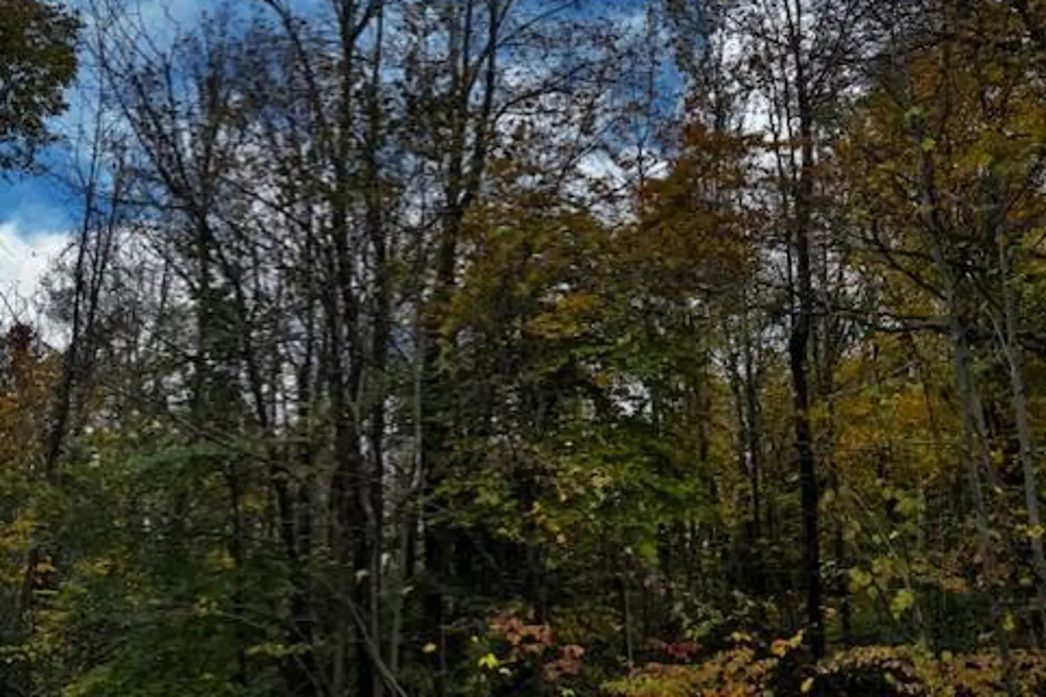 Additional image 2 of 78178 Lavrangue Drive