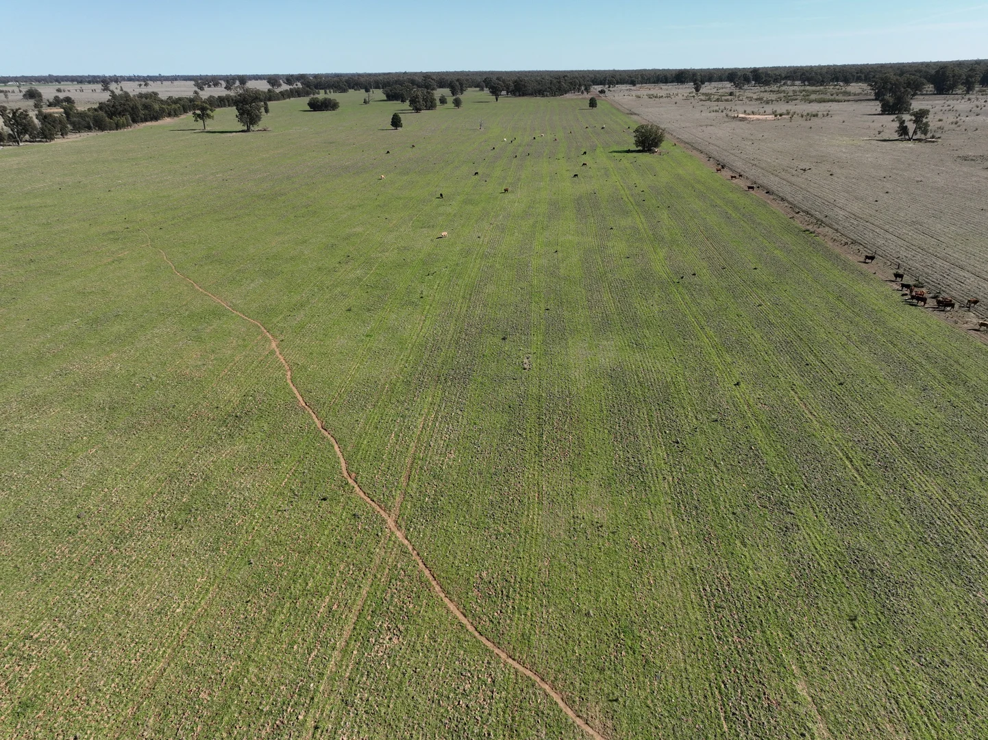 Additional image 4 of 'West Tarrawonga' 56 Donnelly Road, Eumungerie NSW 2822