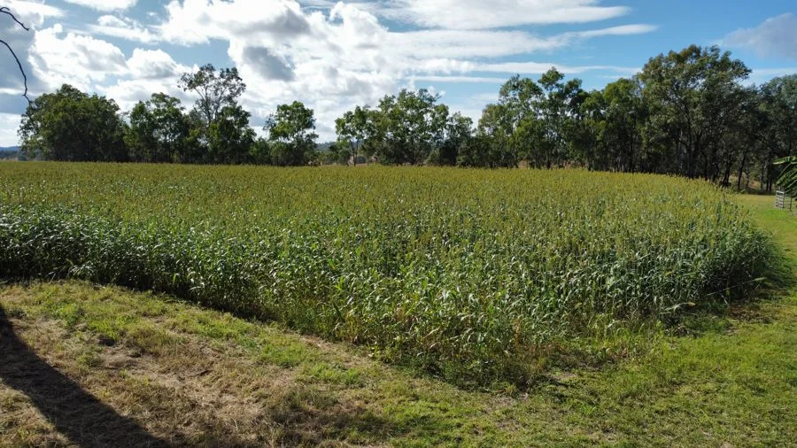 Additional image 17 of 9 Oakey Creek Road, Cinnabar QLD 4600