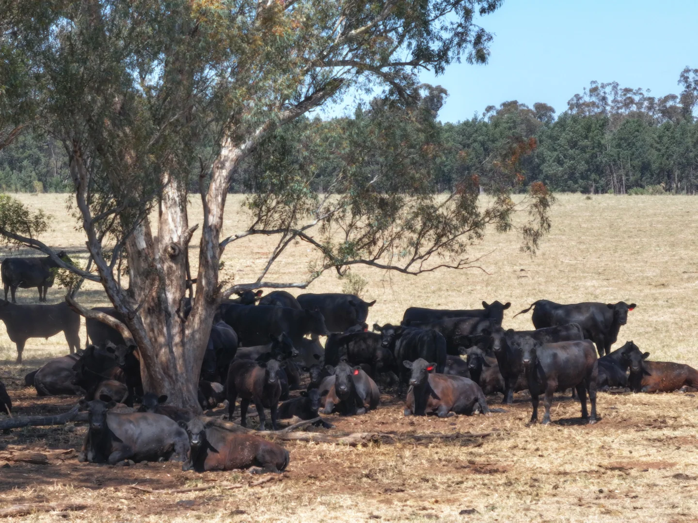 Additional image 5 of 'Part Greendale' Mandamah Forest Road, Ariah Park NSW 2665
