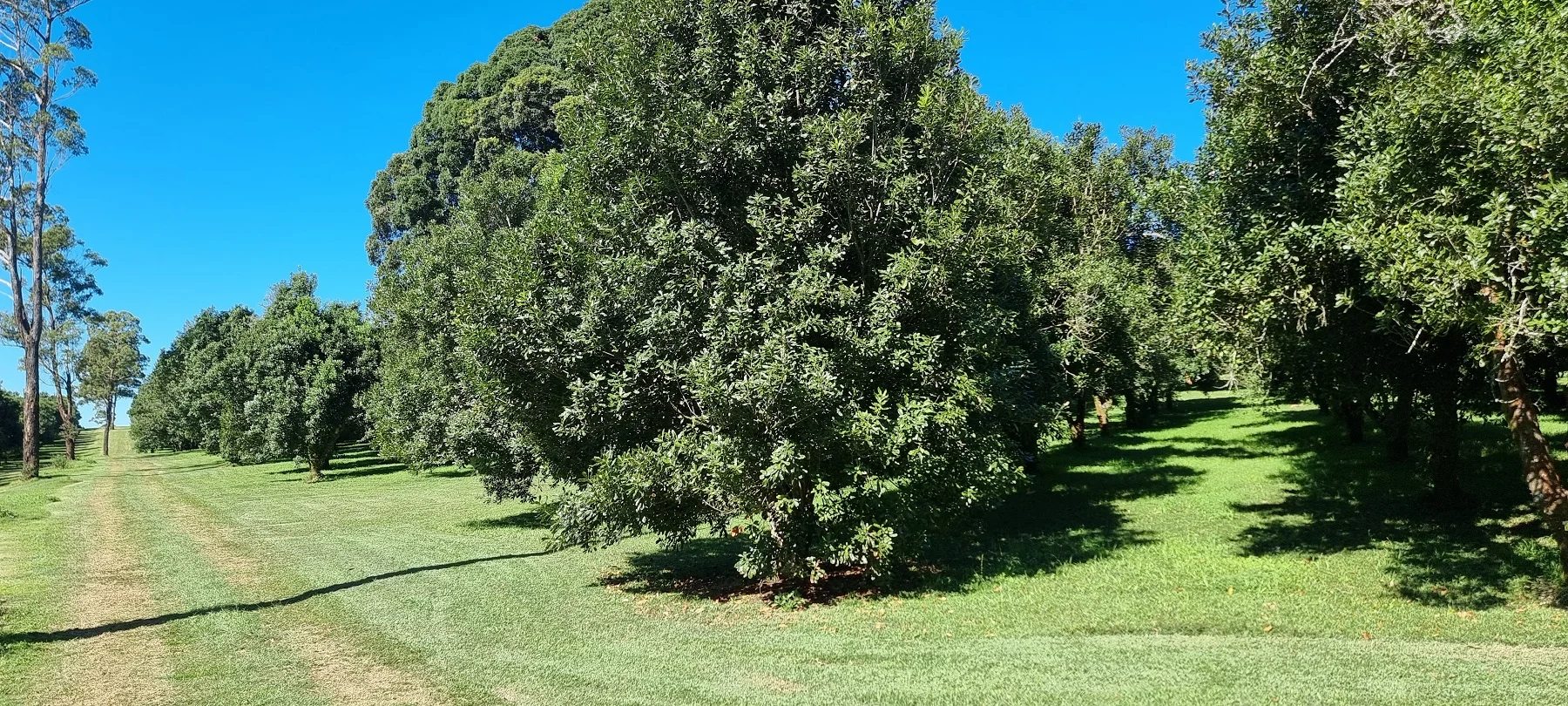 Additional image 4 of 161 Fletcher Road, Dunoon NSW 2480