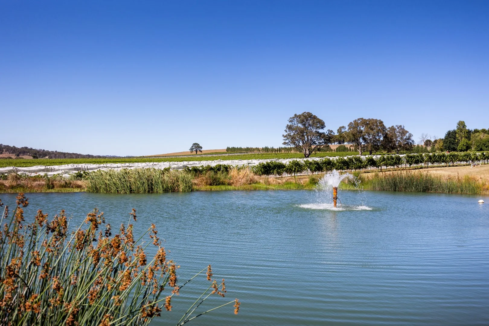 Additional image 6 of 162 Jungfer Road, Charleston SA 5244