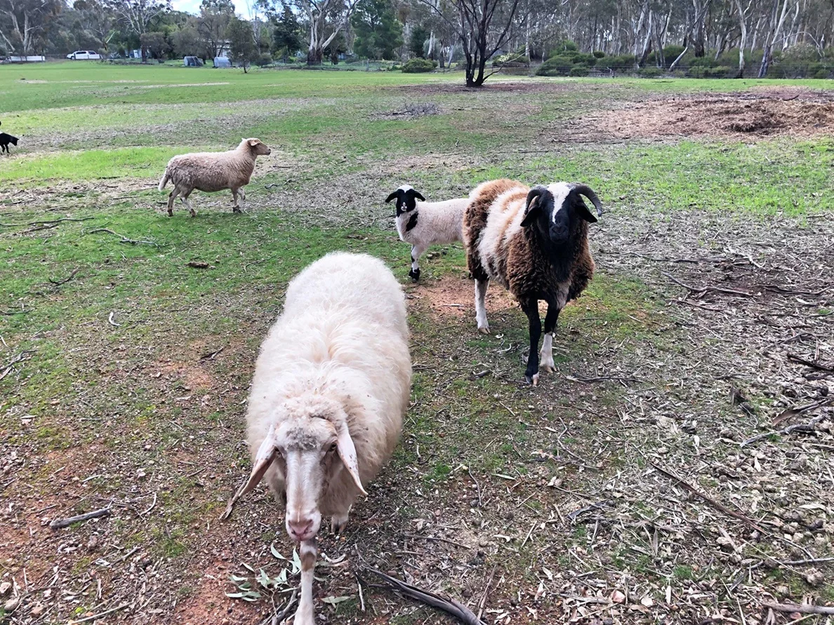 Additional image 5 of 35 Wakefield Street, Wedderburn VIC 3518