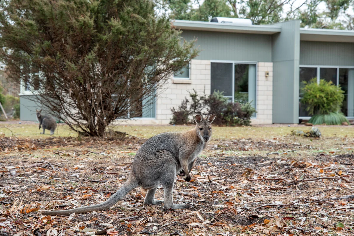 Additional image 5 of Lot 1/250 Hoffmanns Road, Mooralla VIC 3314