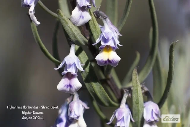 Additional image 5 of 50 William Perry Lane, Sebastian VIC 3556