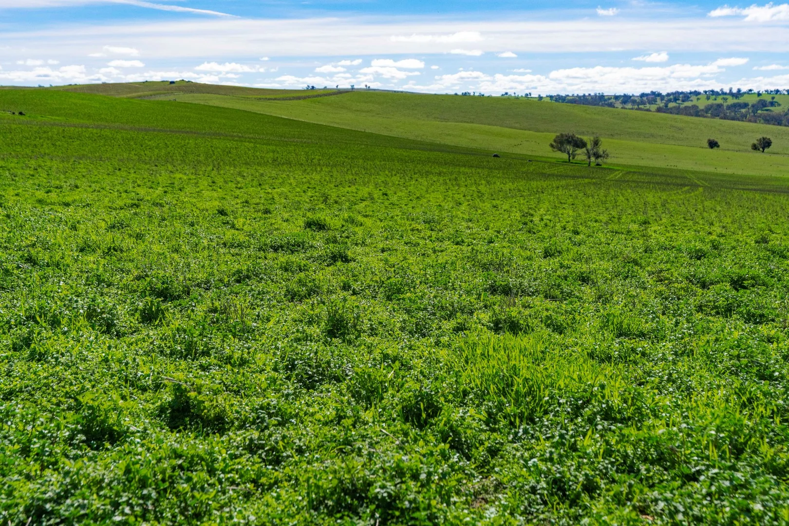 Additional image 11 of 670 Leahy Road, Wagga Wagga NSW 2650