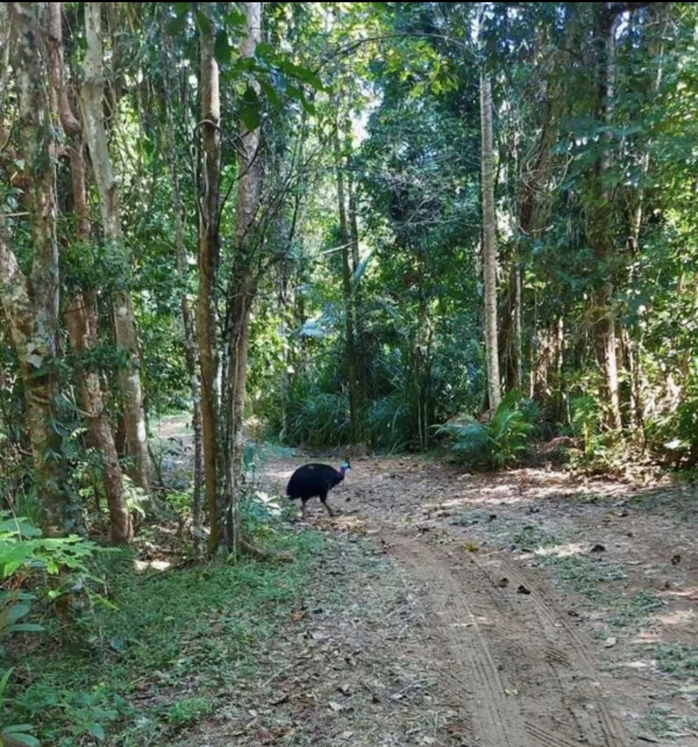 Additional image 6 of 1377 El Arish Mission Beach Rd, Mission Beach QLD 4852