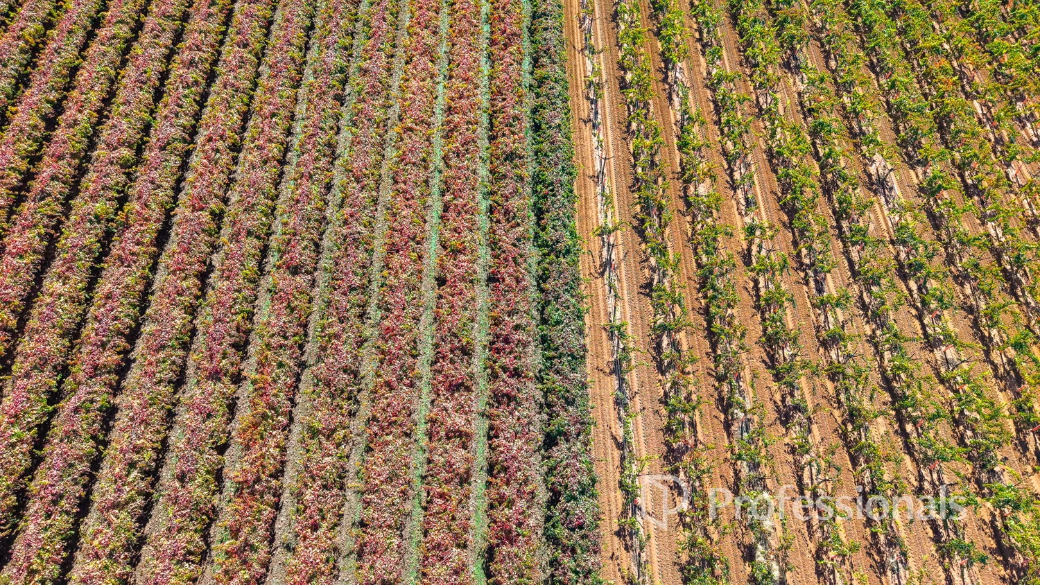 Additional image 16 of 225 Stewart Road, Red Cliffs VIC 3496