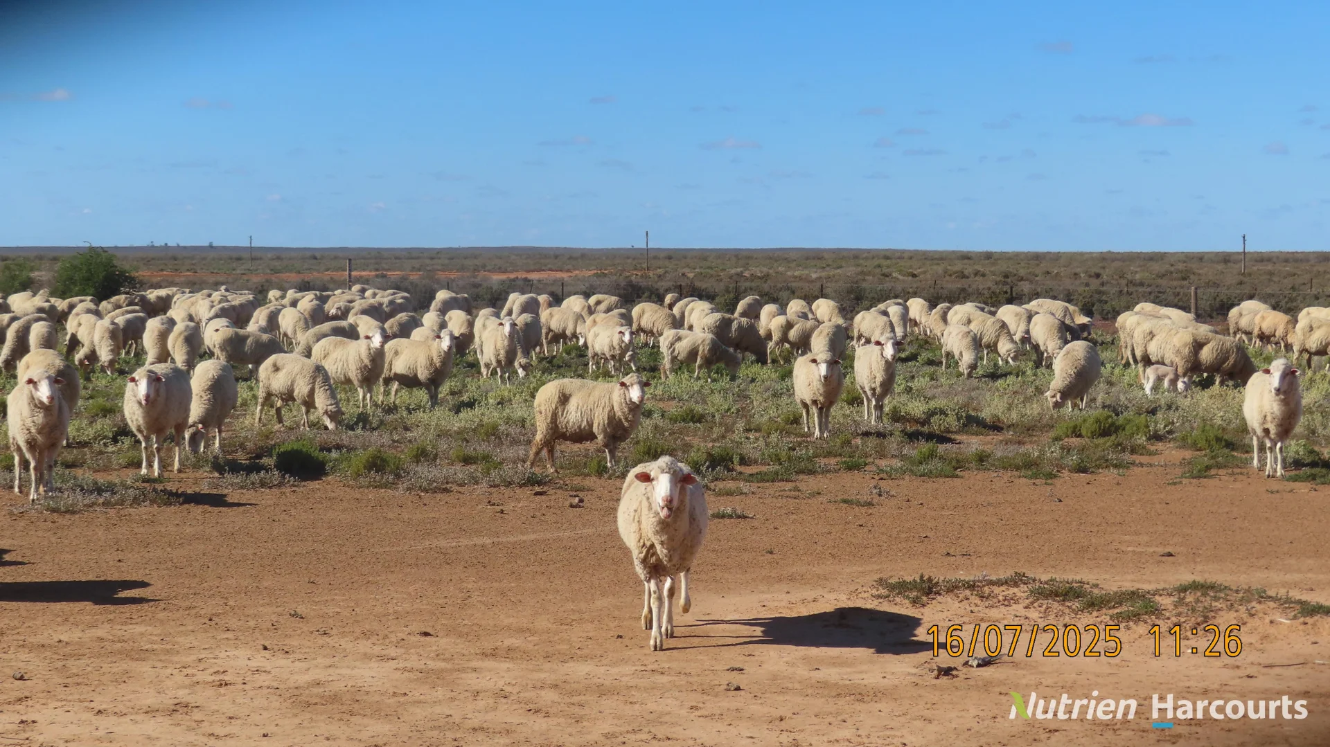 Additional image 4 of * Magenta Aggregation, Balranald NSW 2715