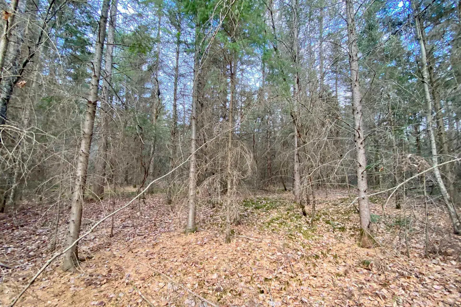 Additional image 6 of Lot 0-B Legrou's Lake Road