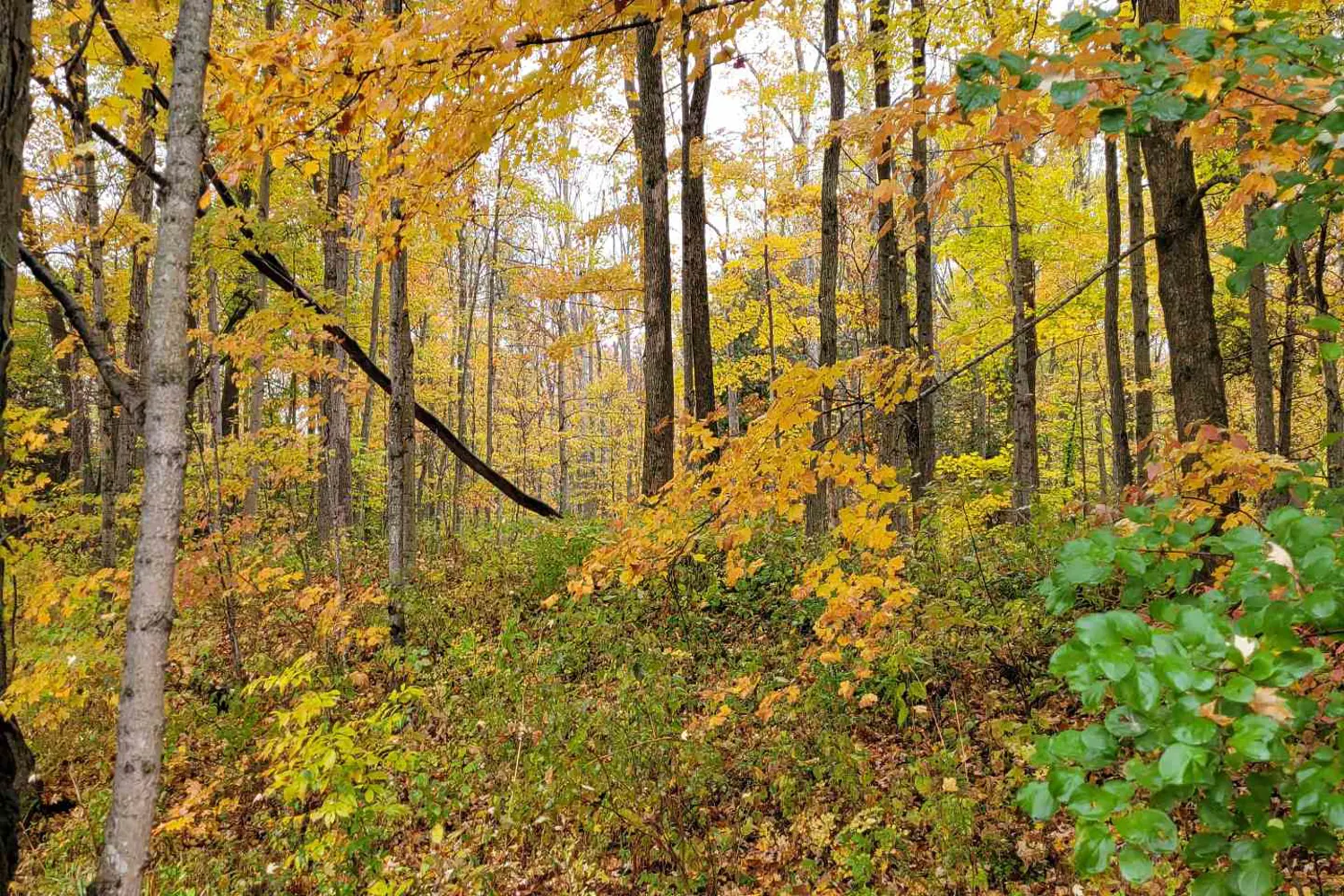 Additional image 14 of Lot 37 Con 2 Ndr