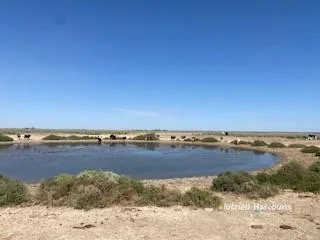 Additional image 28 of * Magenta Aggregation, Balranald NSW 2715