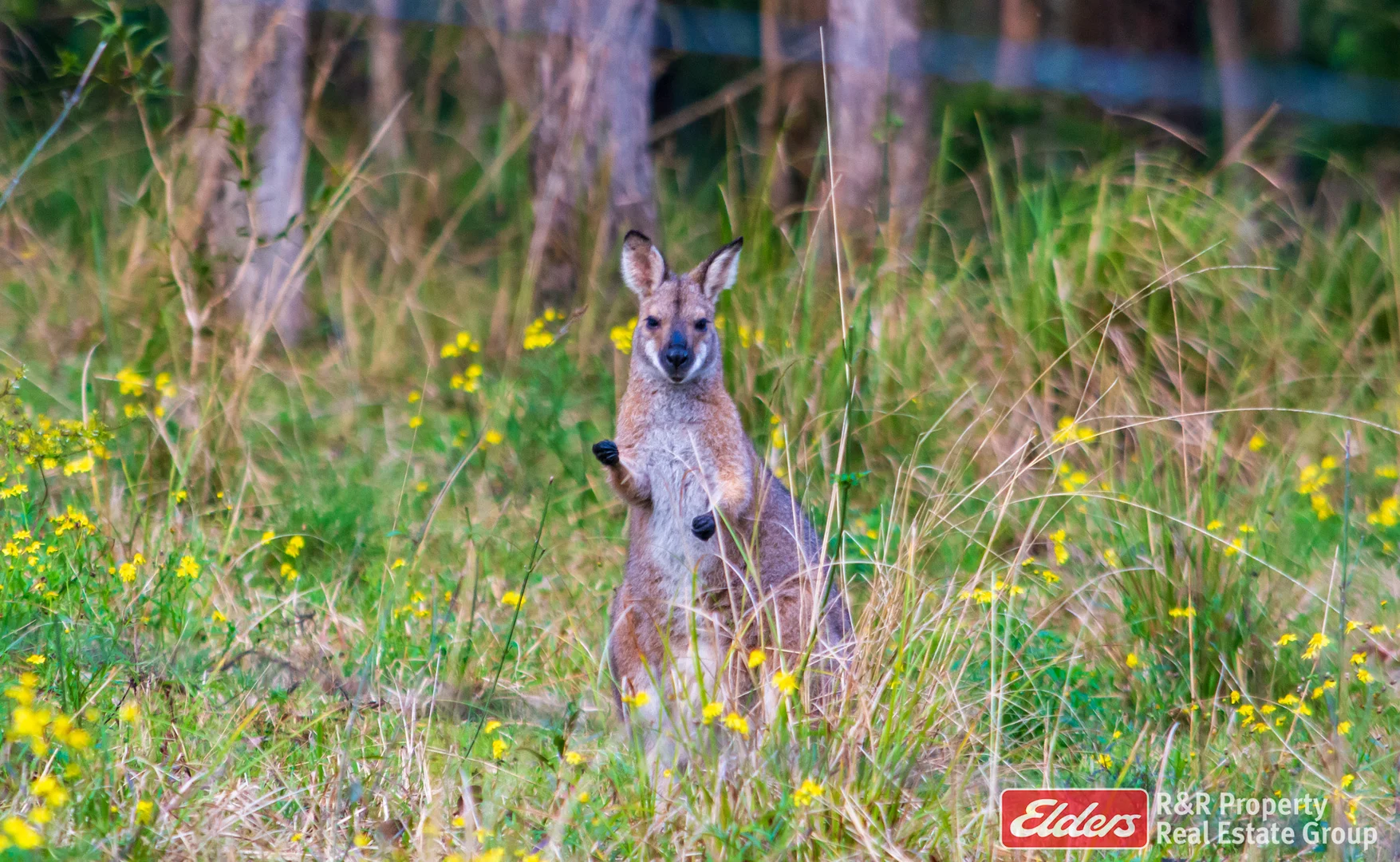 Additional image 26 of 4 Bede Street, Stroud NSW 2425