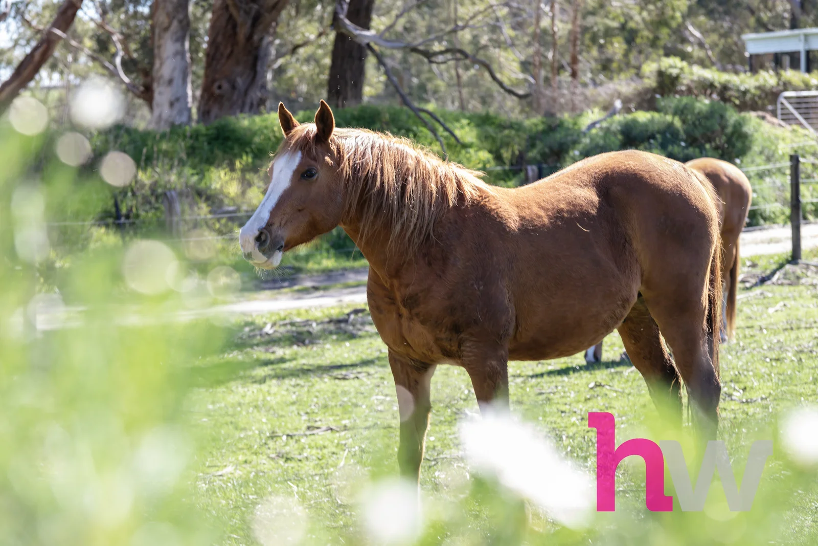 Additional image 19 of 20 Morgans Road, Winchelsea South VIC 3241