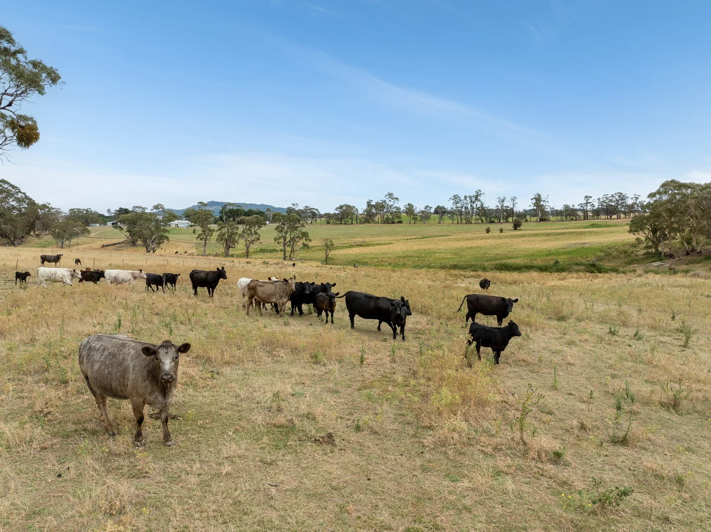 Additional image 44 of 'Top Farm' 1004 Neville-Trunkey Road, Neville NSW 2799