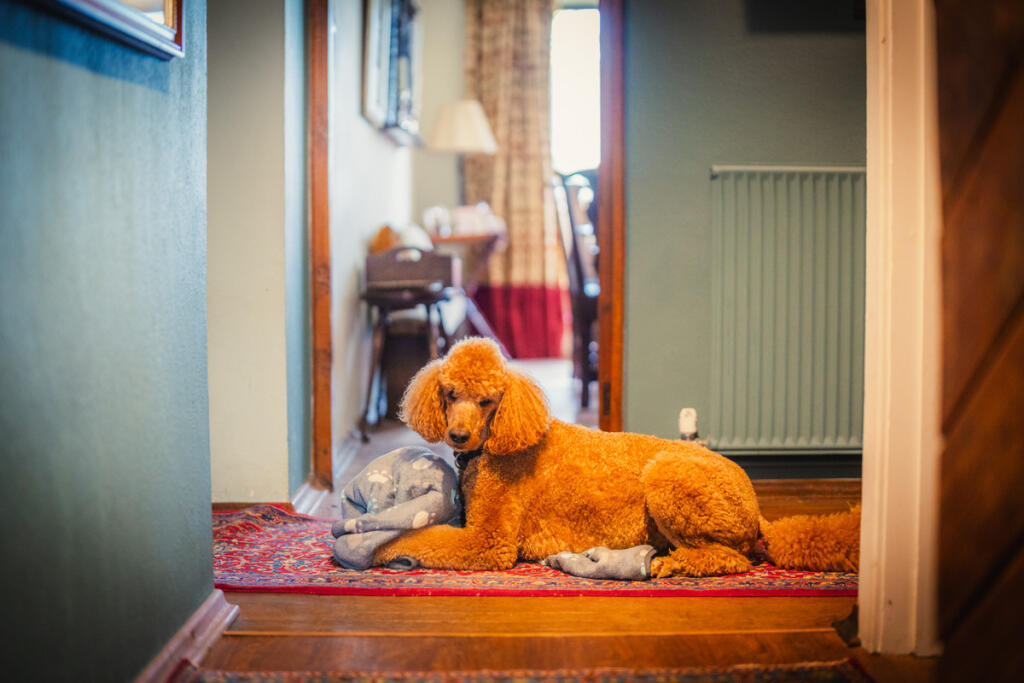 Additional image 31 of Courthayes, Yeovil, BA22