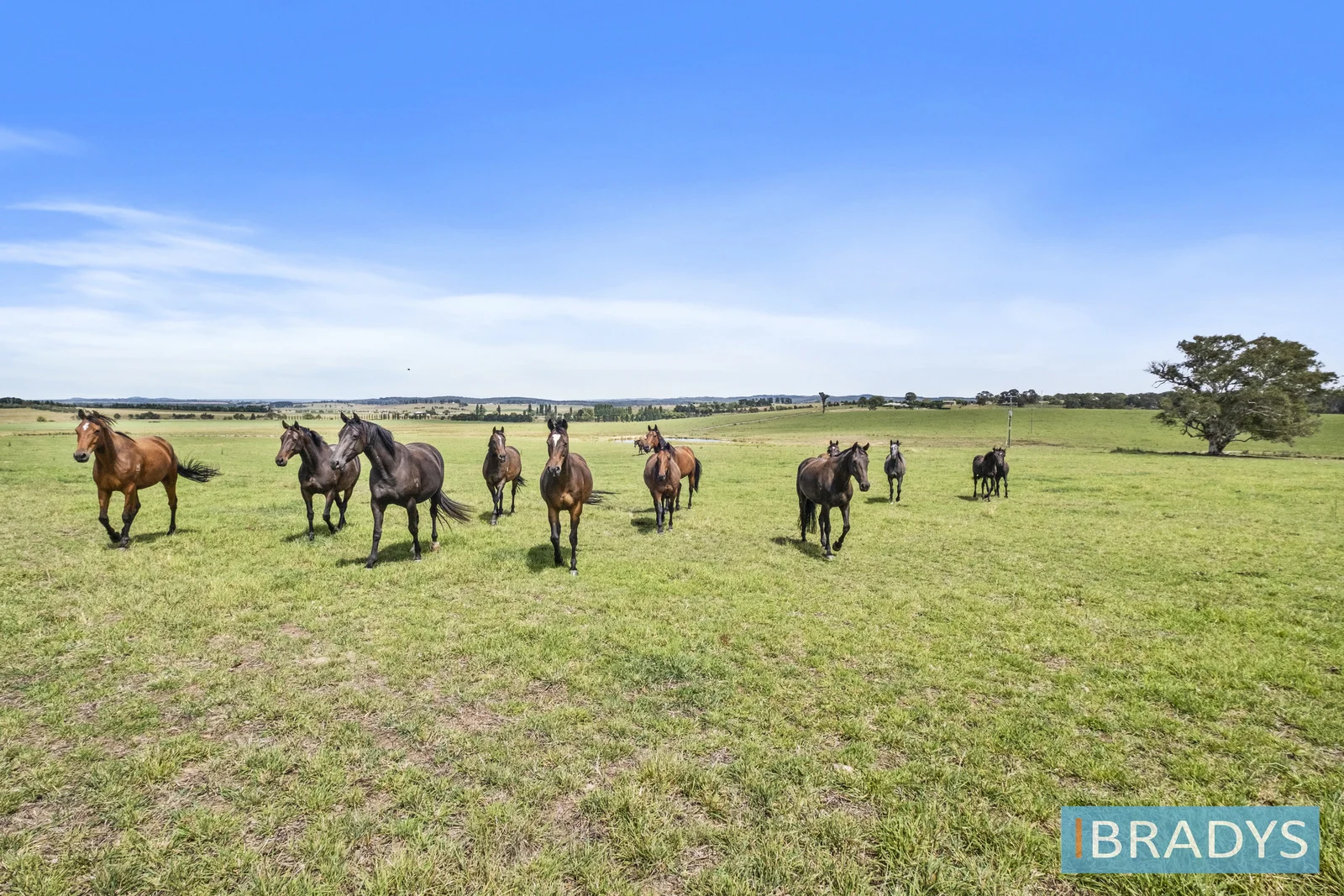 Additional image 7 of 4348 Gundaroo Road, Gundaroo NSW 2620