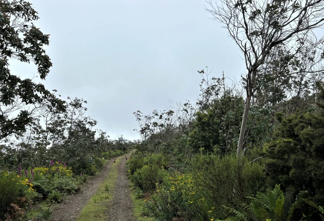 Additional image 21 of 29731 Tasman Highway, Weldborough TAS 7264