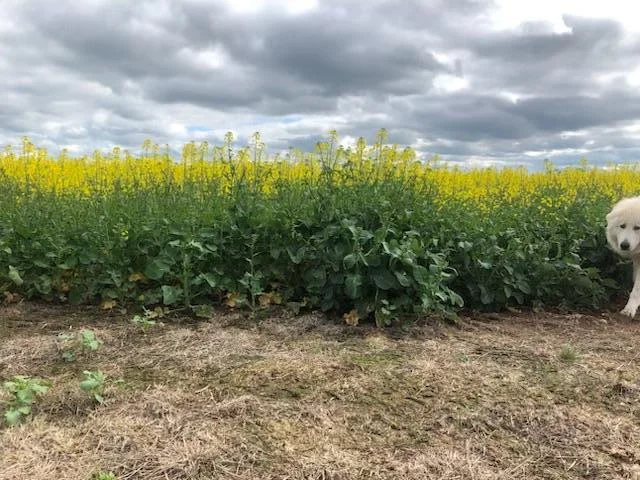 Additional image 26 of Lot 133 Troths Lane, Quandialla NSW 2721