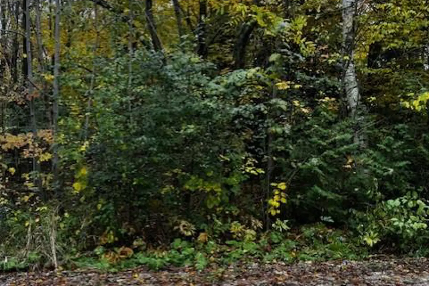 Additional image 9 of 78178 Lavrangue Drive