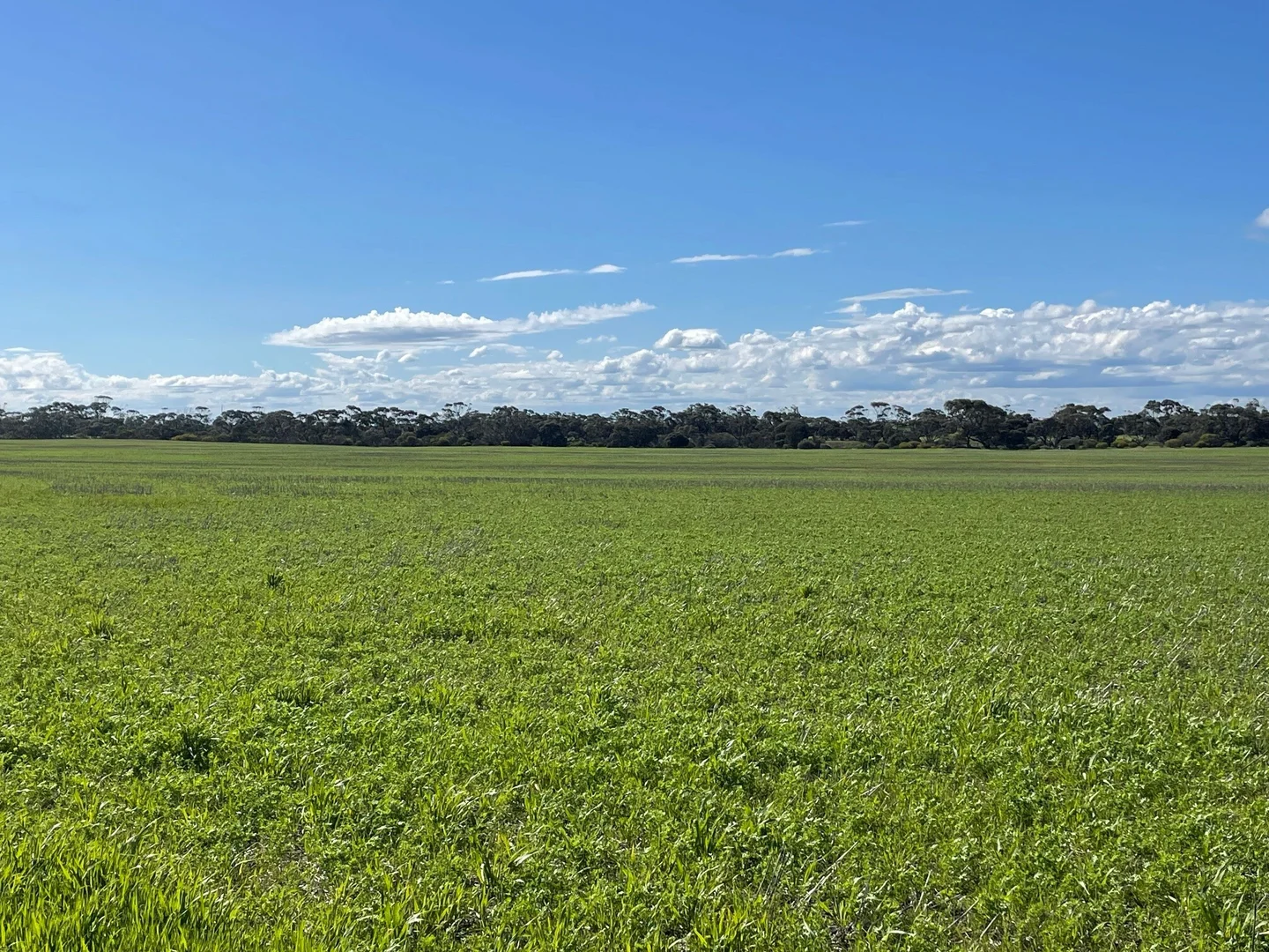 Additional image 6 of 110 Rodda Rd, Boors Plain SA 5554