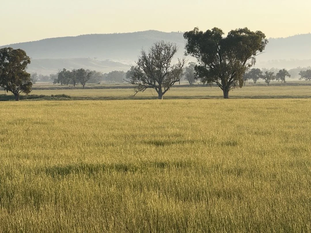 Additional image 27 of Garrambeel, Bingara NSW 2404
