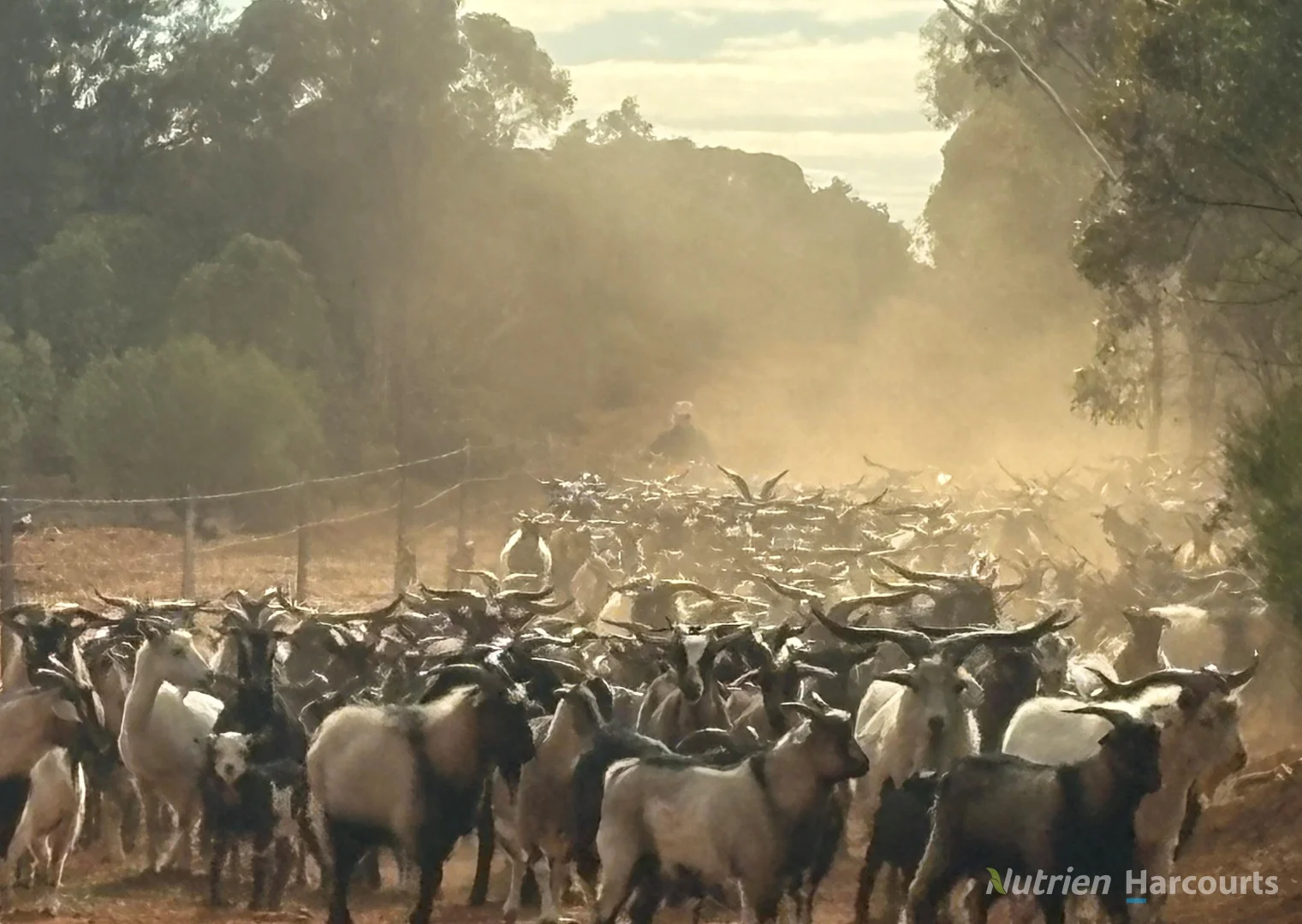 Additional image 39 of * Magenta Aggregation, Balranald NSW 2715