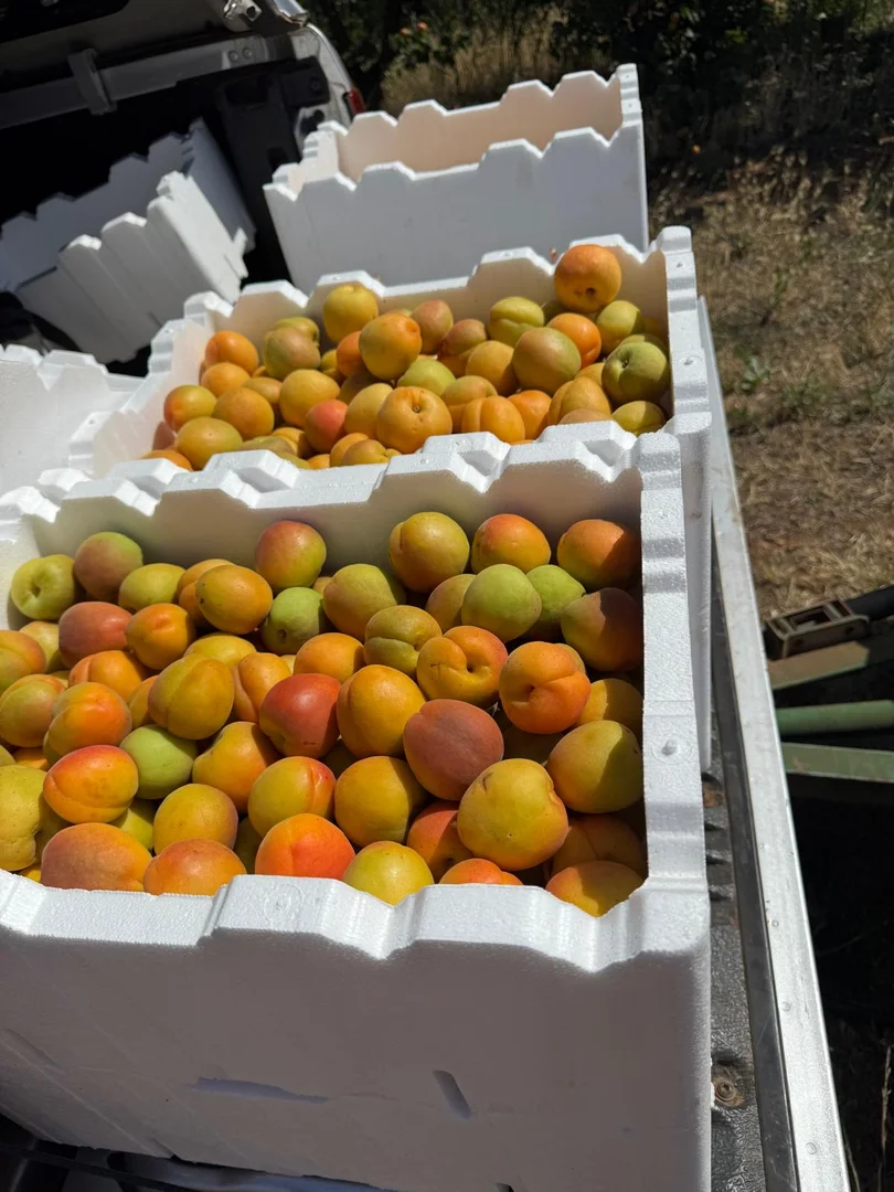 Additional image 7 of 231 Falkiner Avenue, Tresco VIC 3583