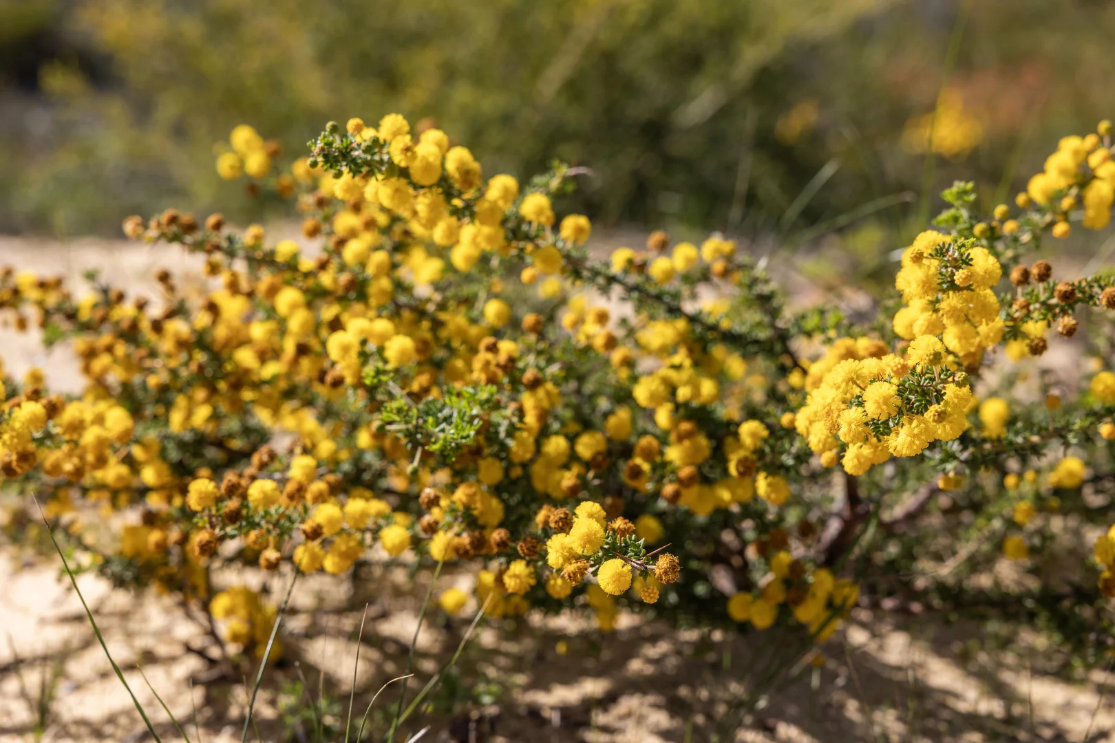 Additional image 5 of Lot 210 Ridge Way, Jurien Bay WA 6516