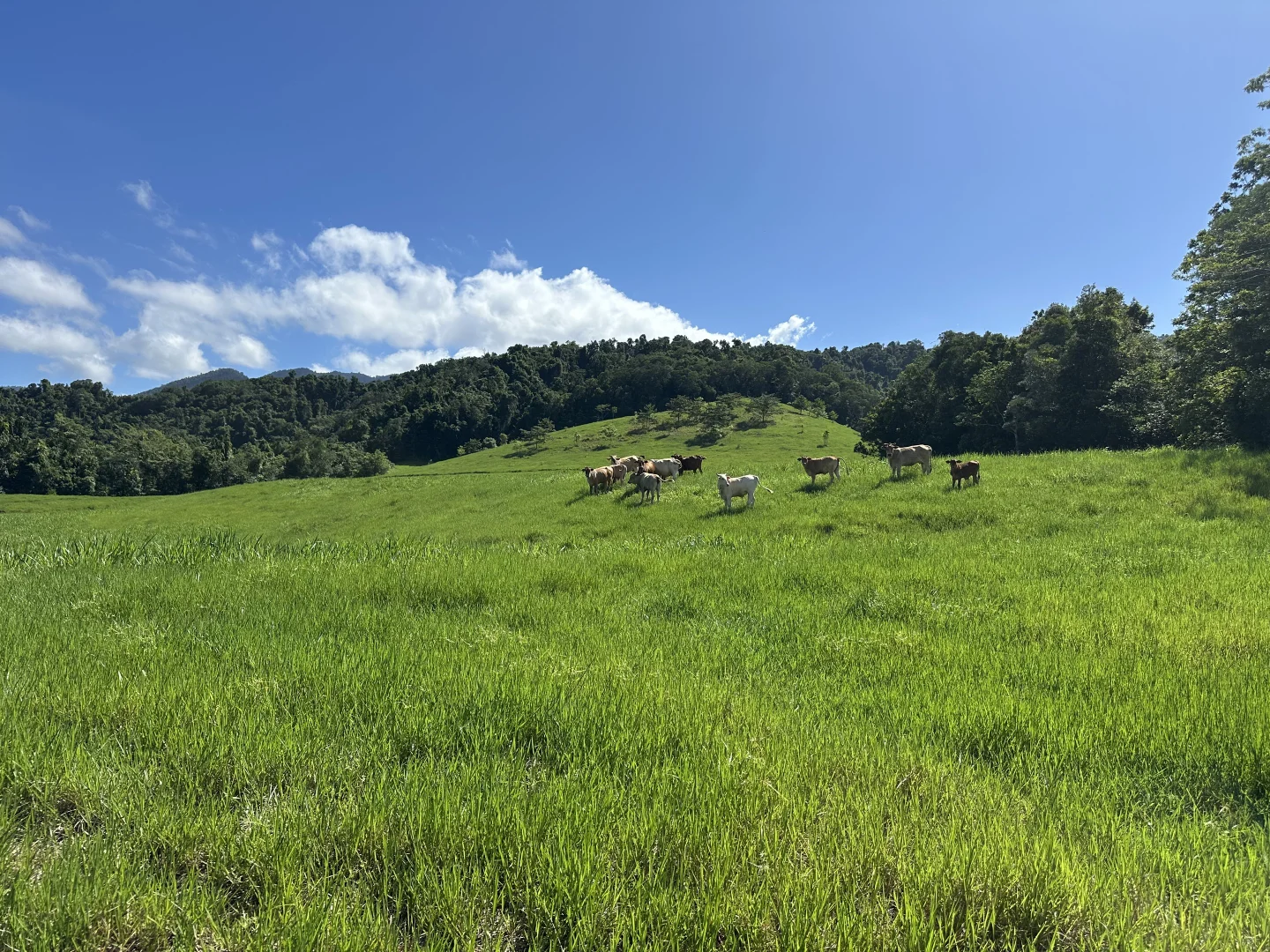 Additional image 18 of Japoonvale QLD 4856