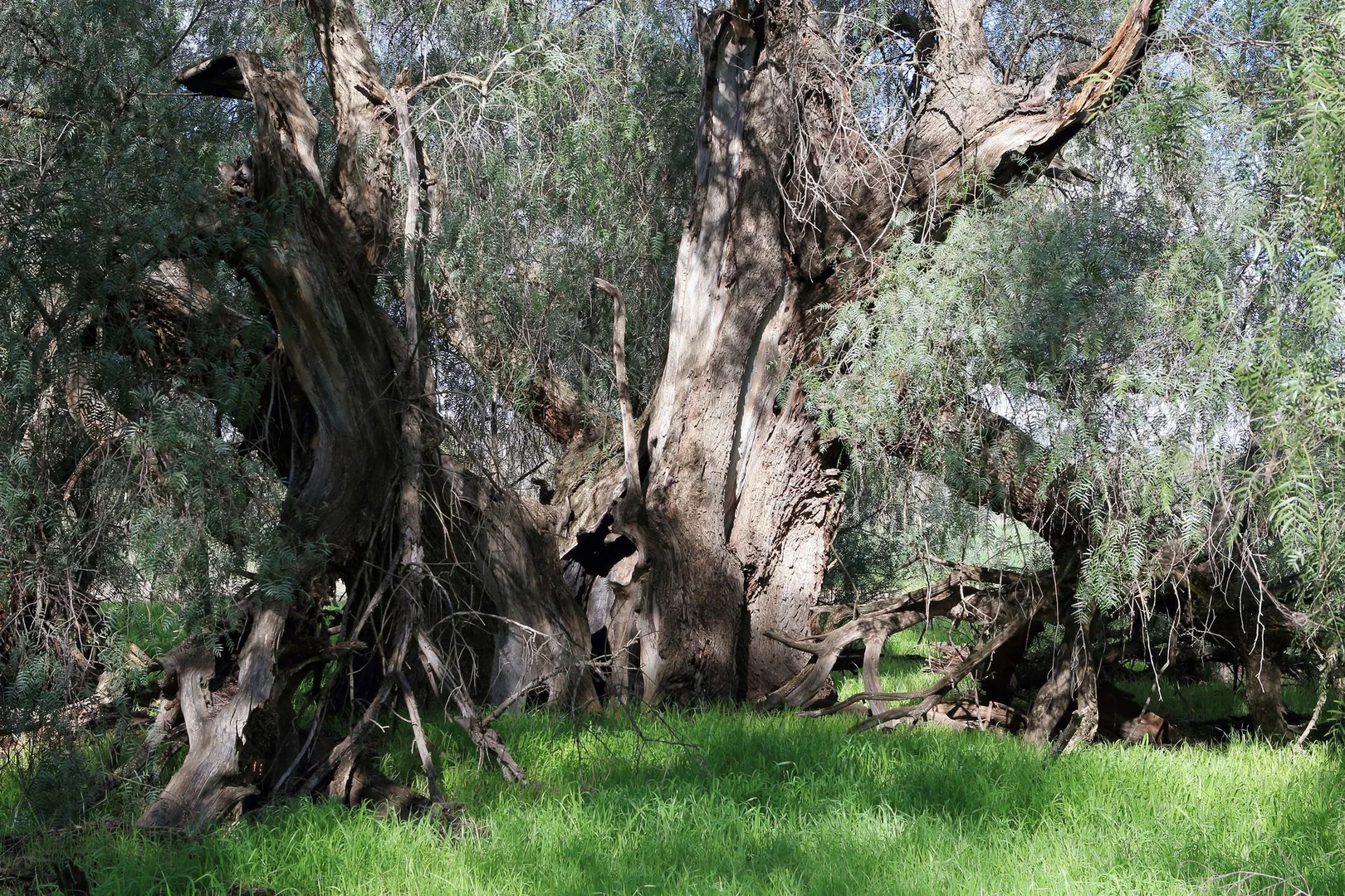 Additional image 13 of Lot/1 Corrys Mill Road, Picola West VIC 3639