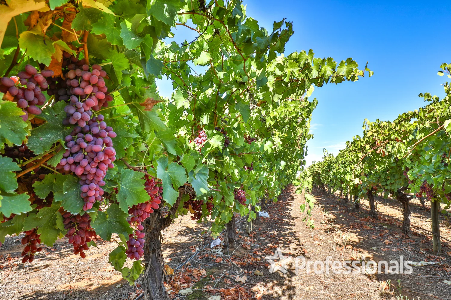 Additional image 21 of 248 Sunnycliffs Crescent, Sunnycliffs VIC 3496