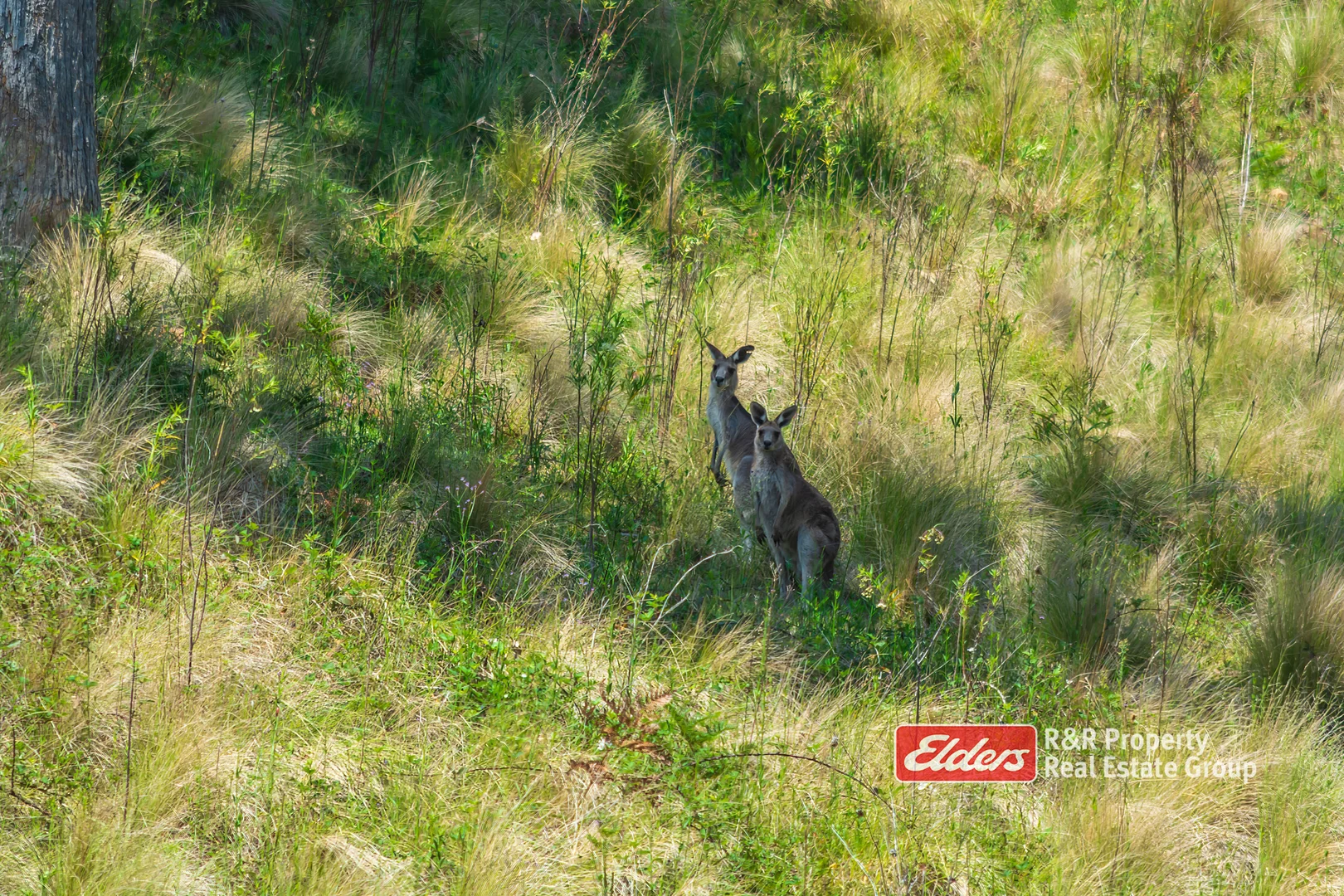 Additional image 20 of 2241 Curricabark Road, Dewitt NSW 2422