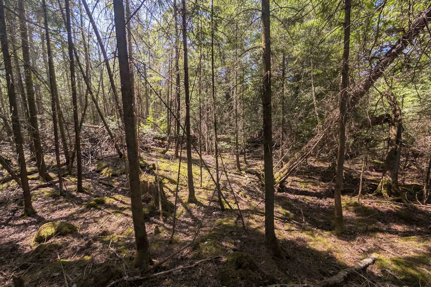 Additional image 5 of Lot 10 Trillium Crossing