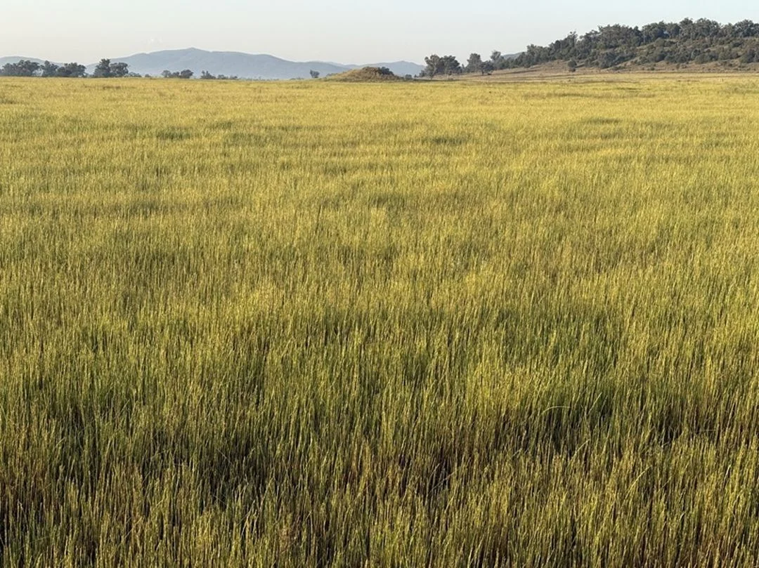 Additional image 28 of Garrambeel, Bingara NSW 2404