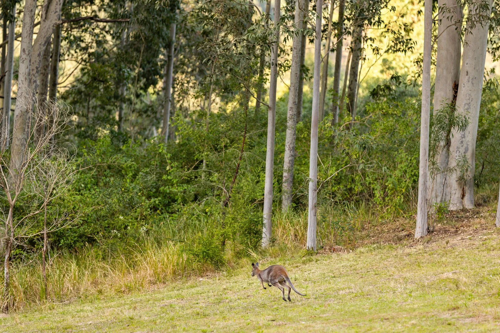 Additional image 3 of 98 Parishs Road, Dungog NSW 2420