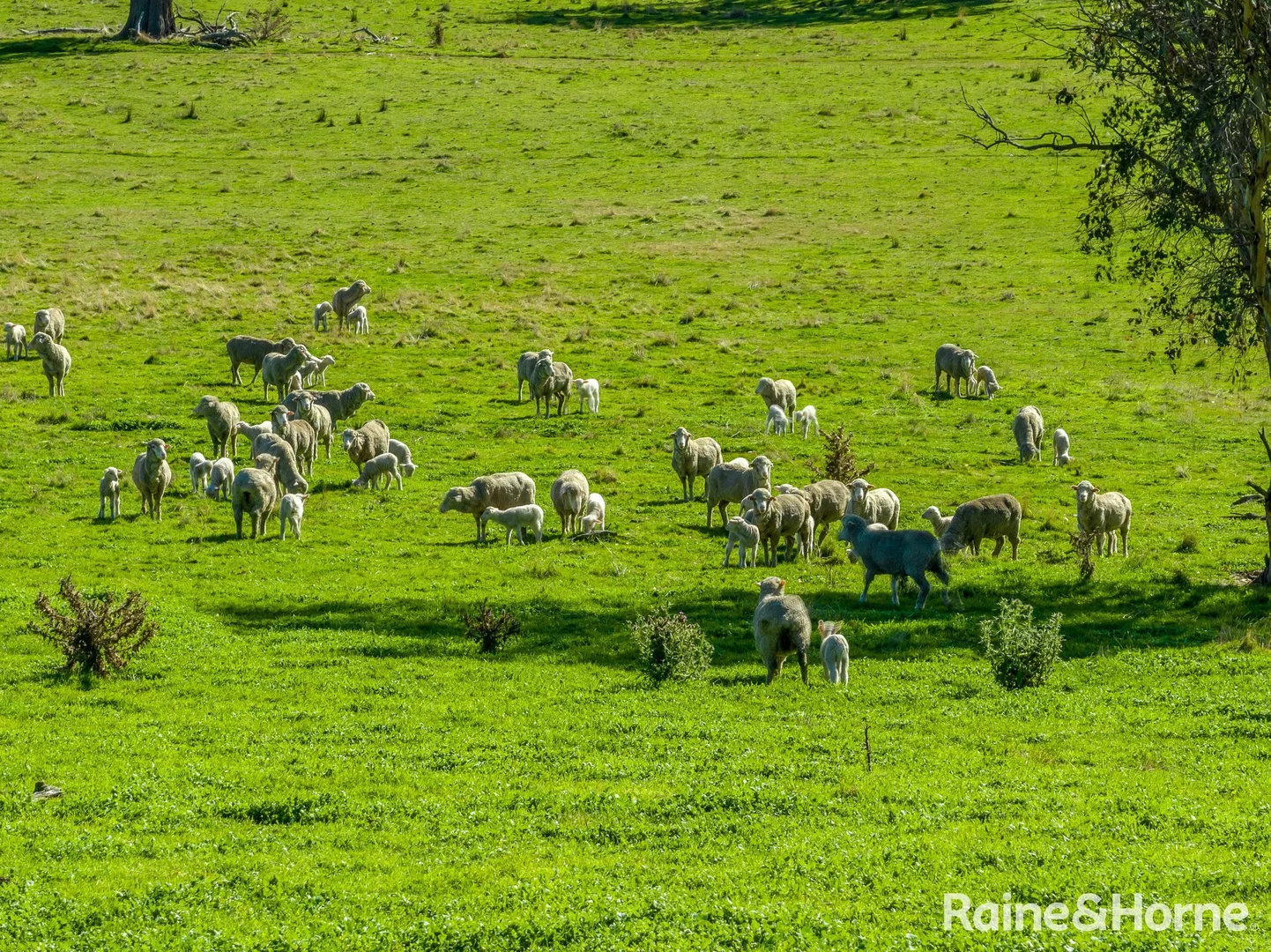 Additional image 17 of 2306 Bigga Road, Bigga NSW 2583