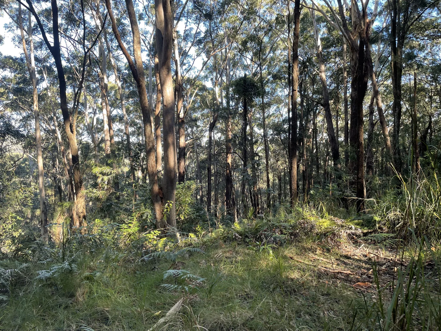 Additional image 14 of 20 James Norton Road, Bensville NSW 2251