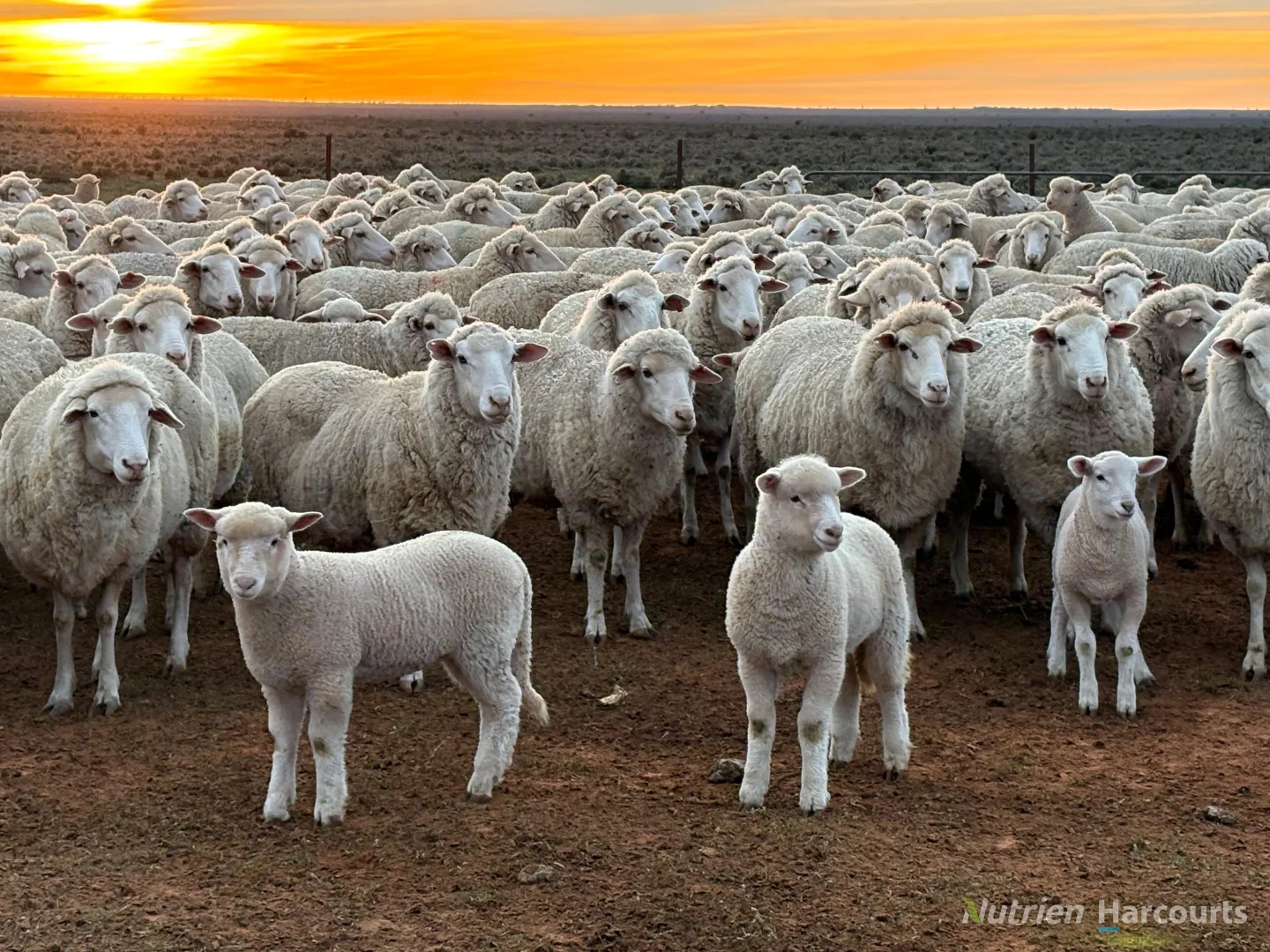 Additional image 46 of * Magenta Aggregation, Balranald NSW 2715
